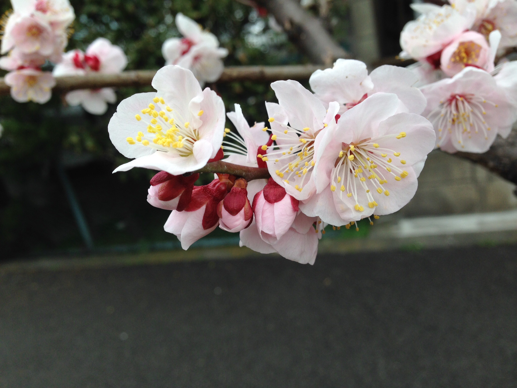 cherry blossom.
