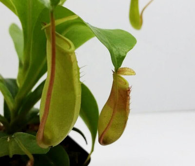 ポピュラーな食虫植物「ウツボカズラ」を育ててみる