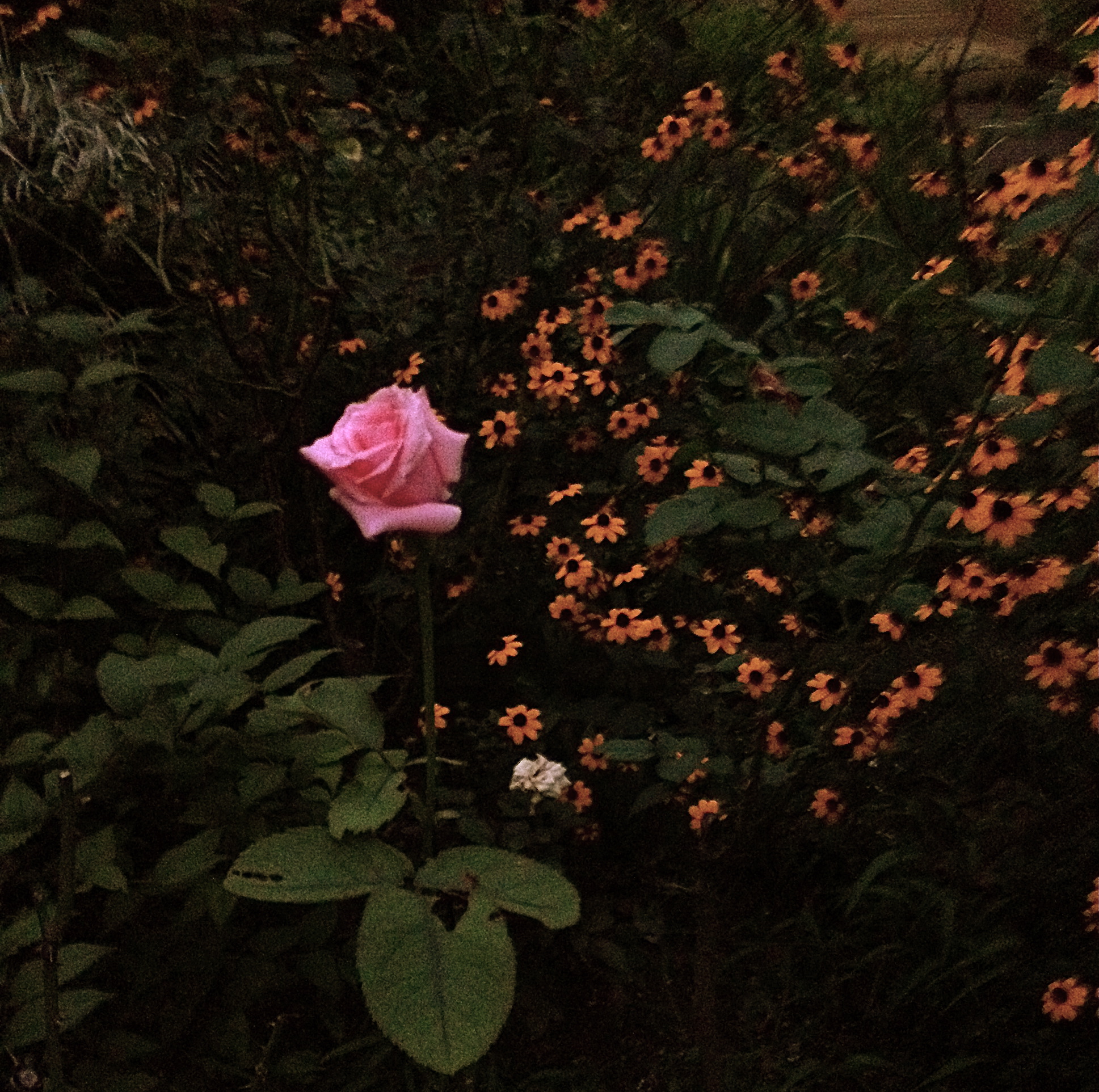 rose ,rose,ローズ！