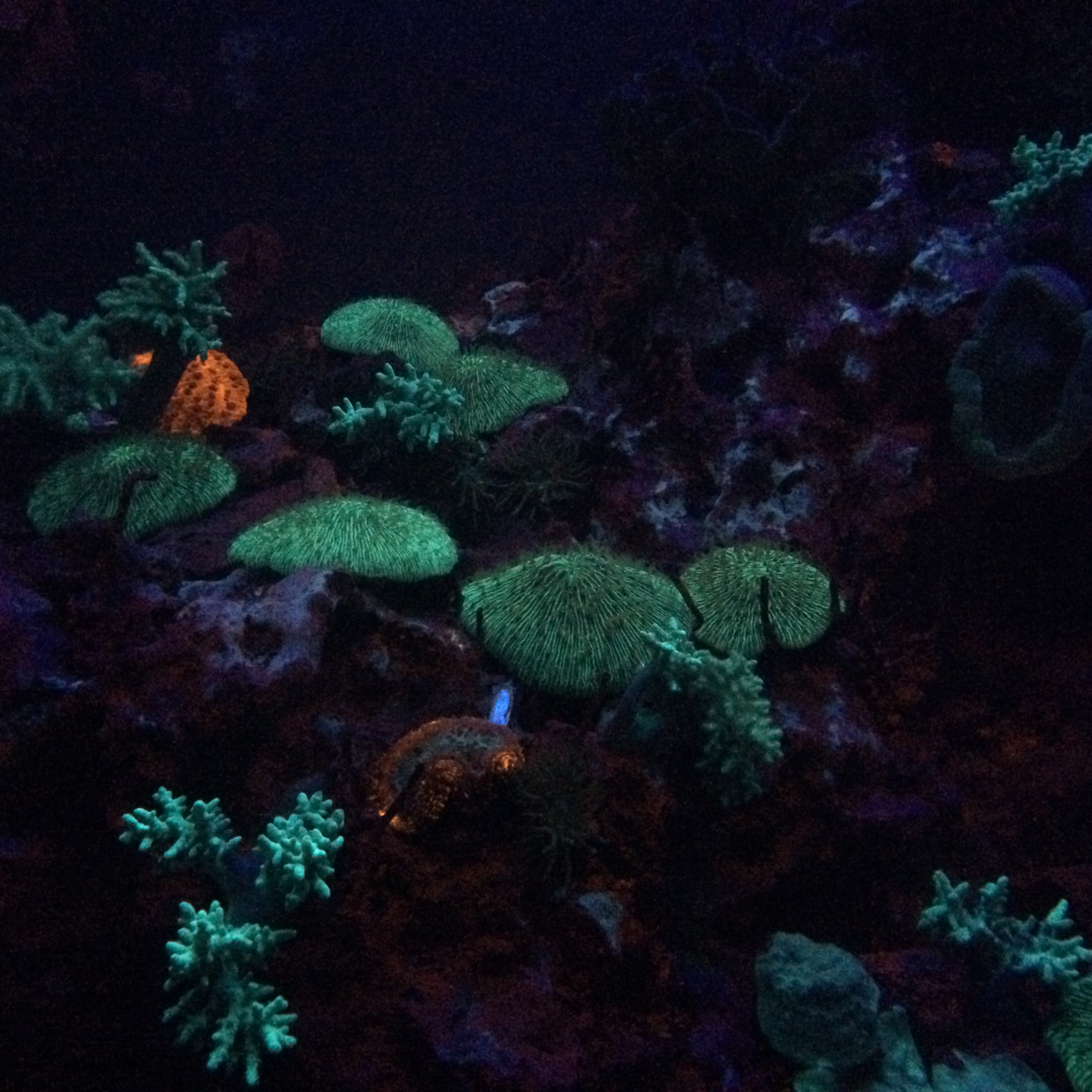 沖縄｜深海で光る珊瑚