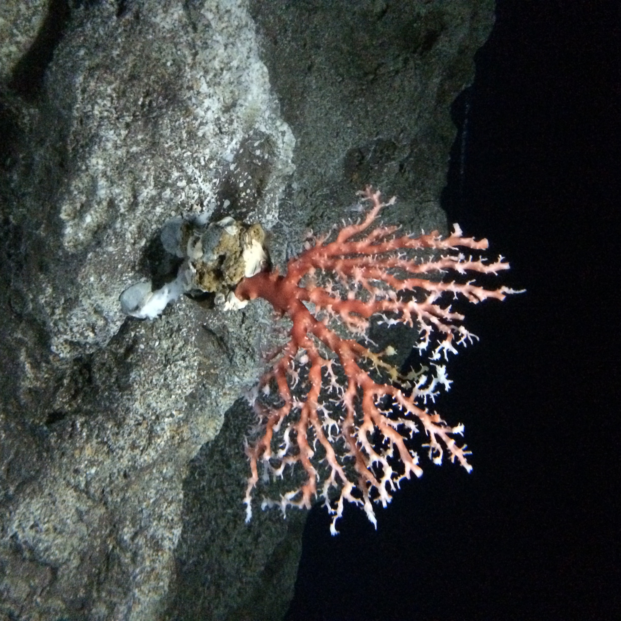 沖縄｜珊瑚　宝石珊瑚と風化造礁珊瑚粒の違い