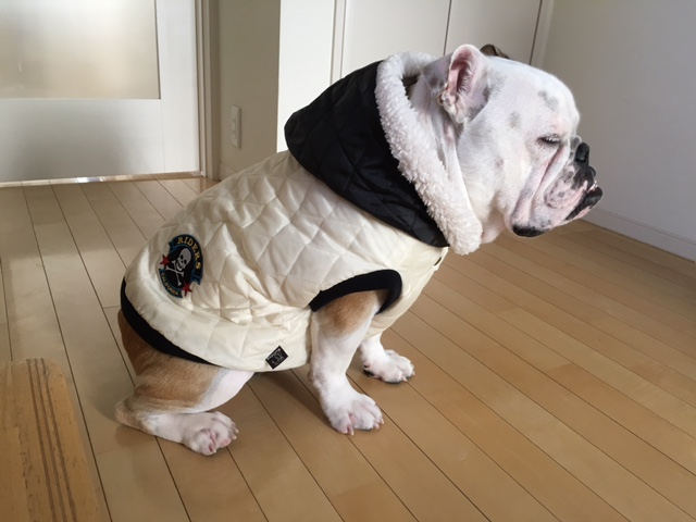 ブルドッグの服（お客様からのお写真）ダウンジャケット