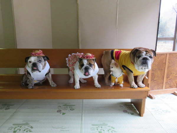 ブルドッグの服（お客様からのお写真）タンクトップ。バルーンワンピース。