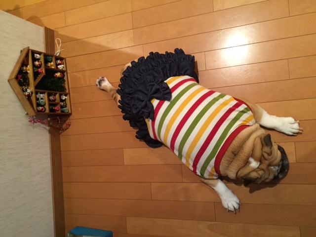 ブルドッグの服（可愛いお客様からのお写真）ワンピース