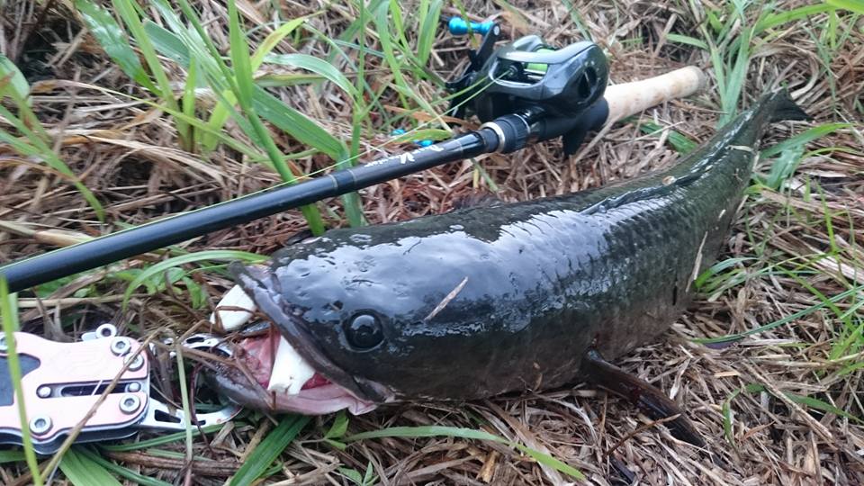 釣果報告
