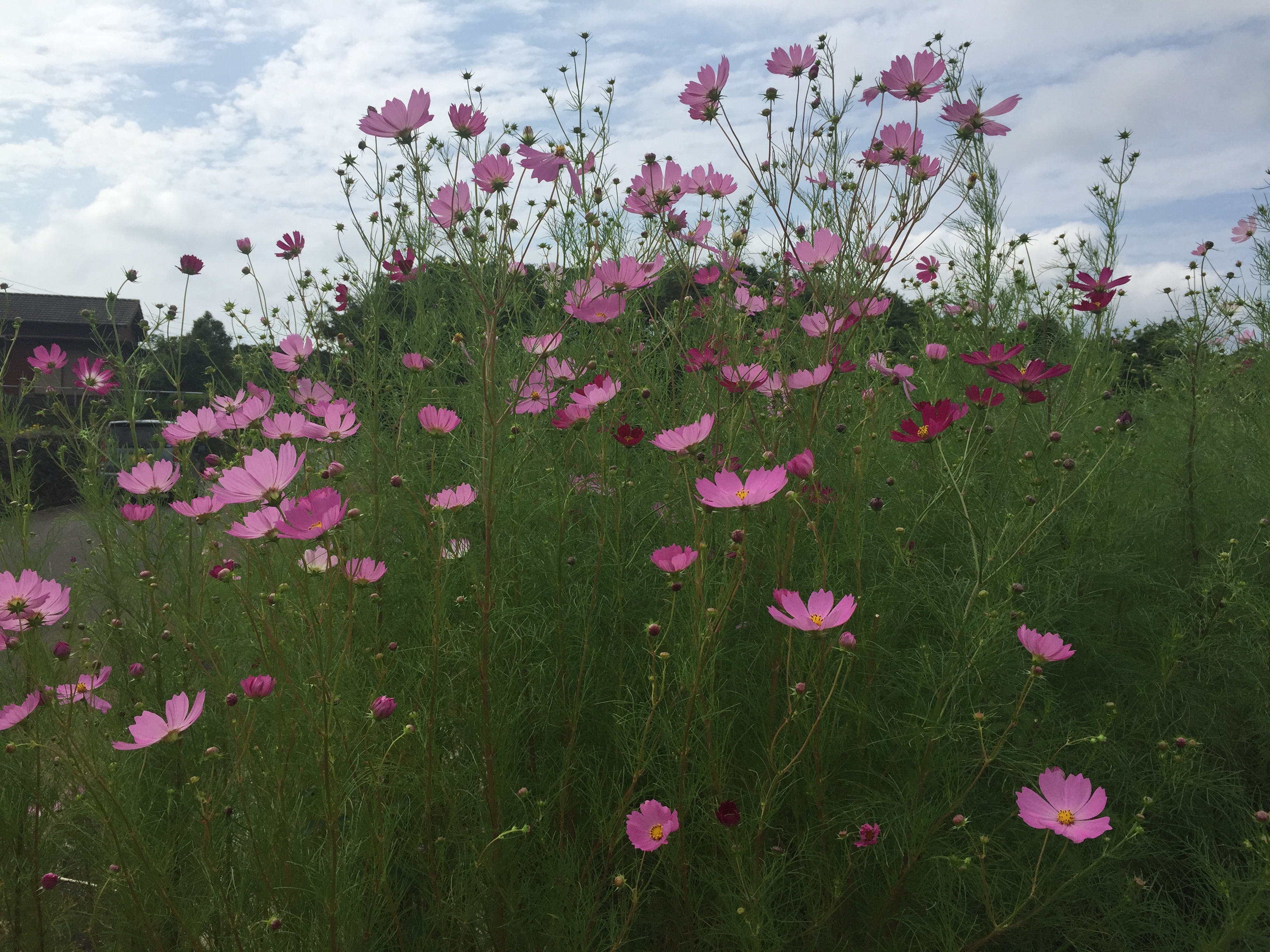 五島列島はすっかり秋です