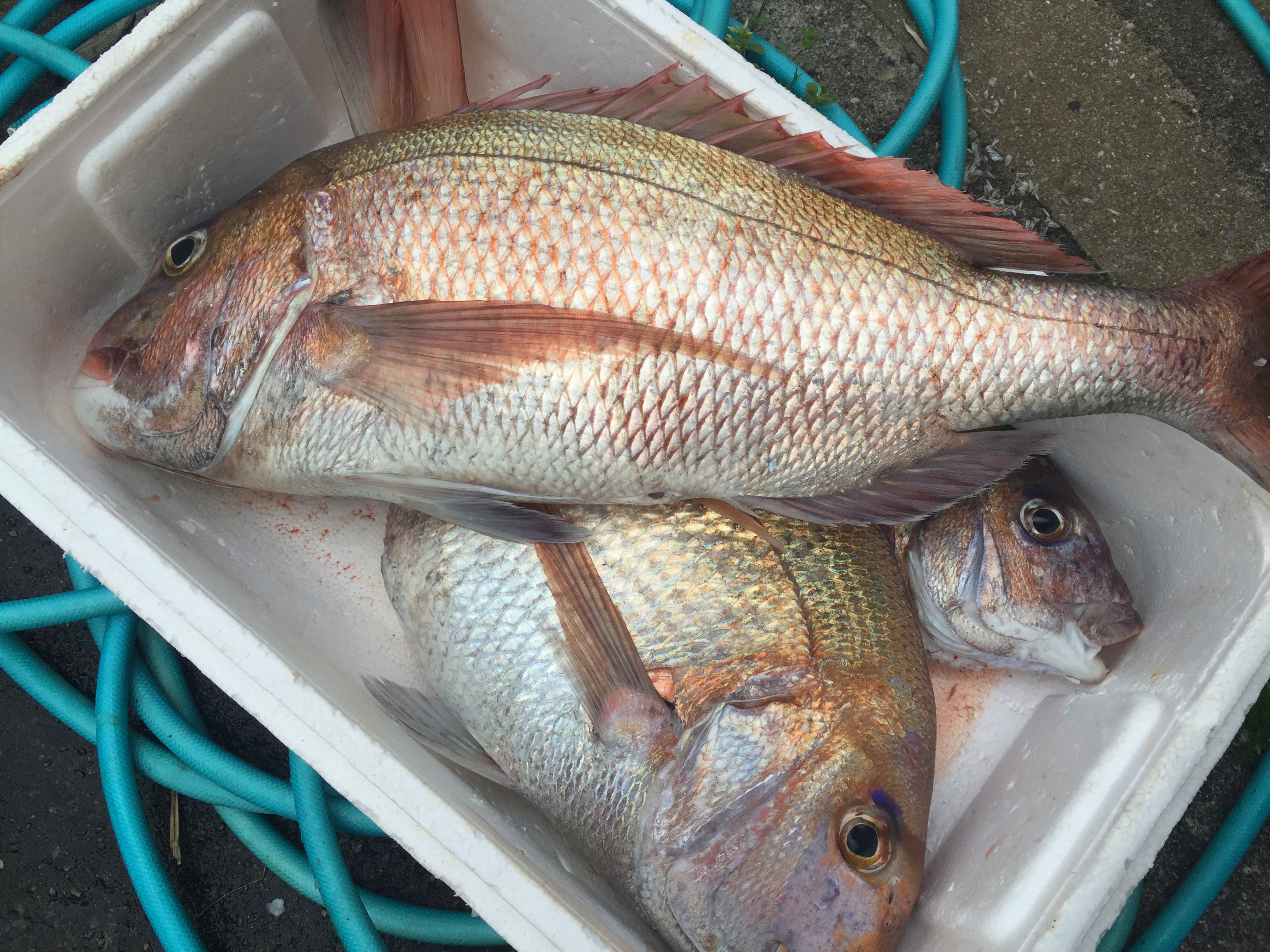 五島列島　天然ぶり　頂きました～
