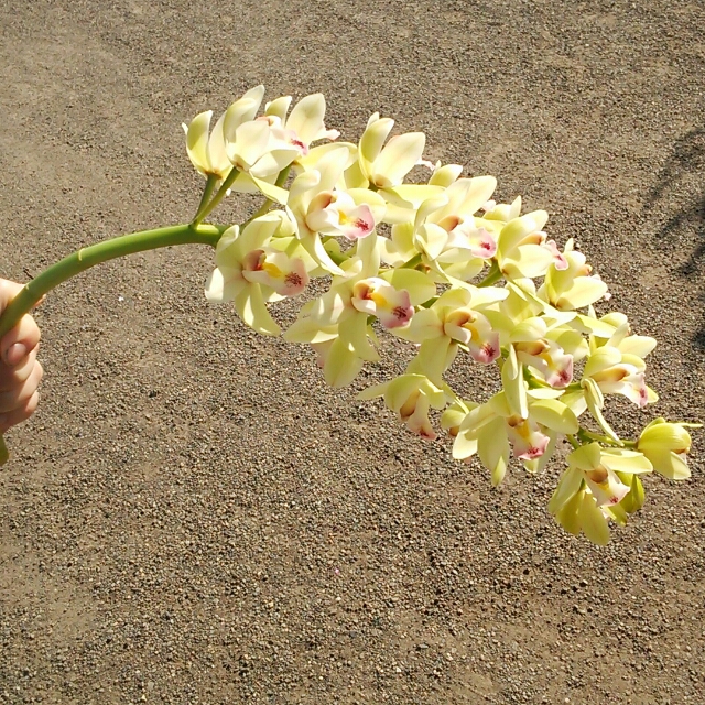 緑のスズ、開花♪