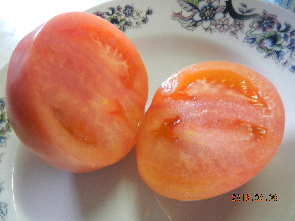 やっと・・！！トマト（りんか409）の収穫はじまりました(*^_^*)