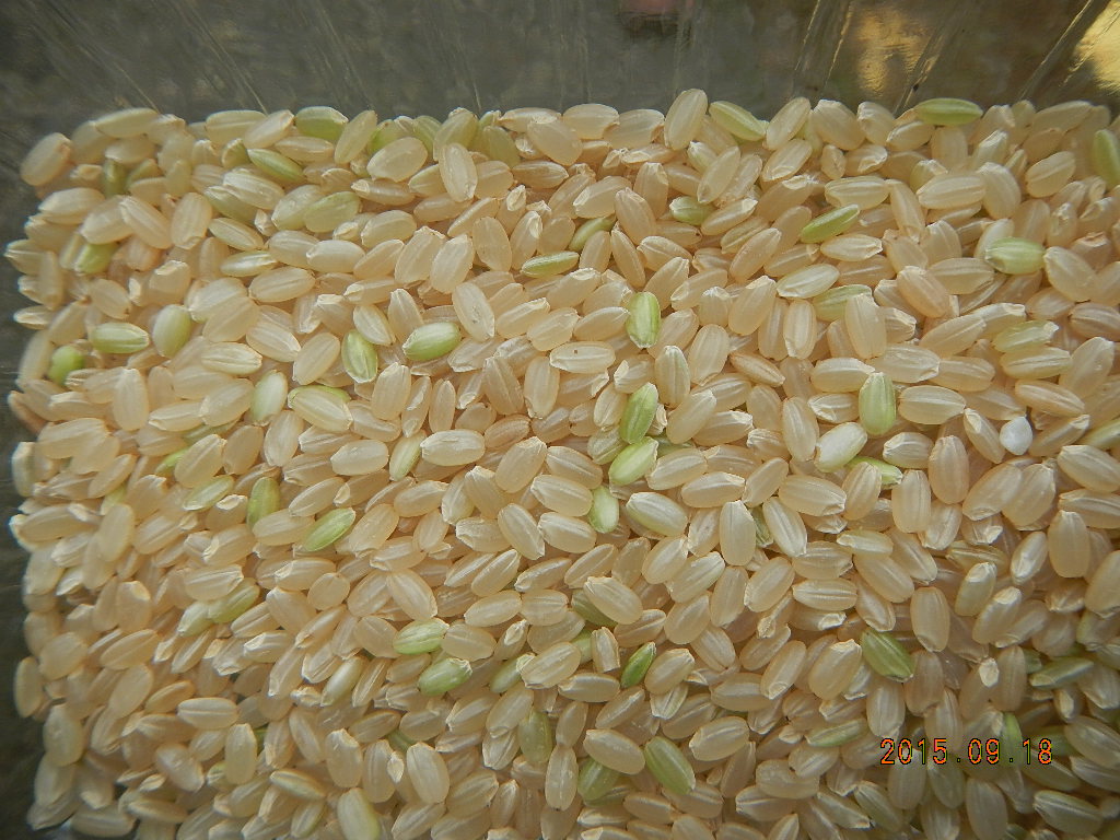玄米に交じっている青い米－これって食べても大丈夫？－