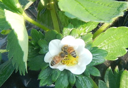 ミツバチを借りてきました 吉見のいちご畑 横田農園
