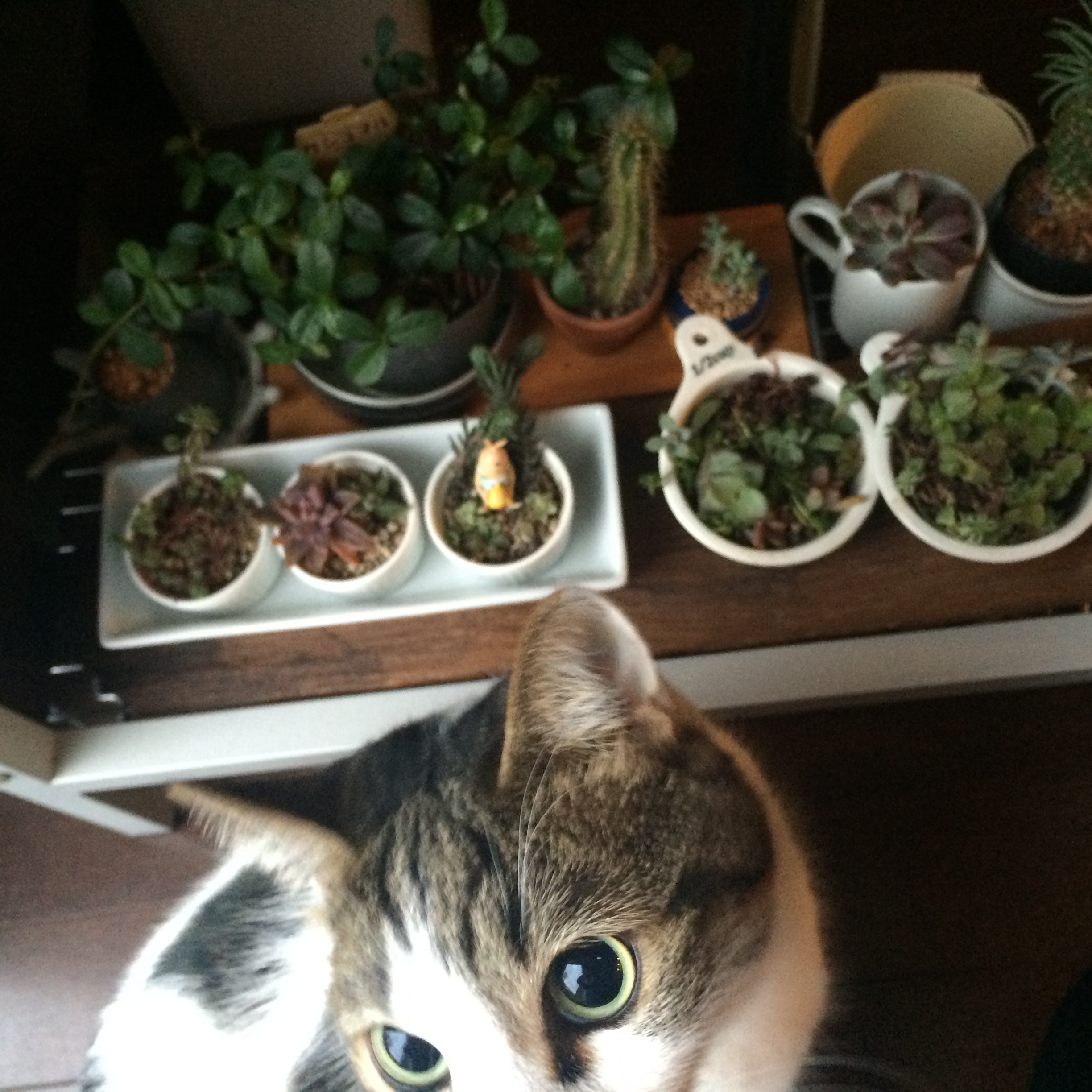 植物と猫と私