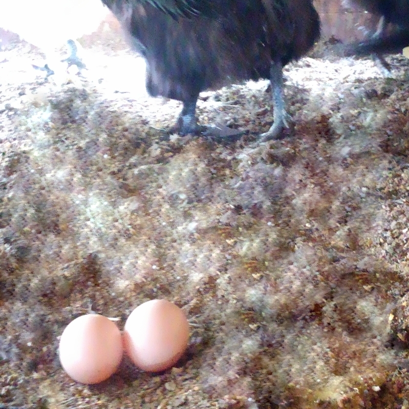 あっ卵を産んでいます