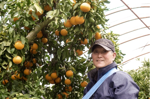ジューシーなみかん 清見 糸島の輪