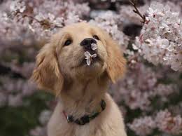 春だ！！　出かけよう！　愛犬専用のお弁当を持って♪♪　ピクニック弁当　４月３０日まで２５％ＯＦＦです