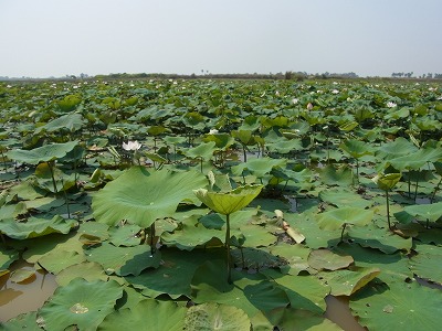 Lotus Farm in Cambodia　