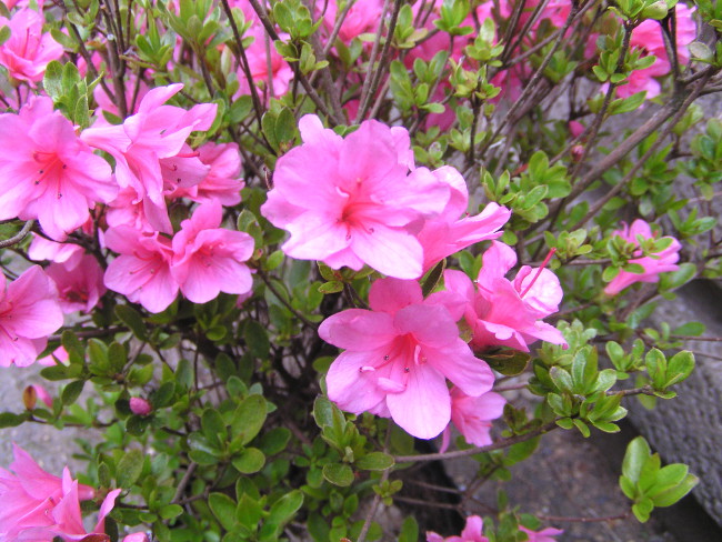 Rhododendron Collection ツツジ サツキ アザレア シャクナゲ 開花写真集 神多野園芸