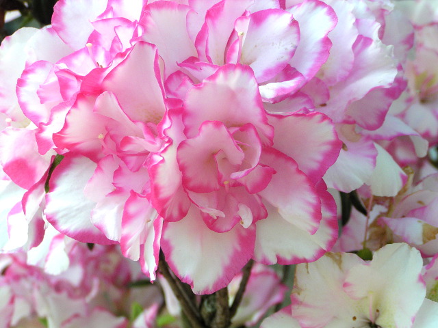 Rhododendron Collection ツツジ サツキ アザレア シャクナゲ 開花写真集 神多野園芸