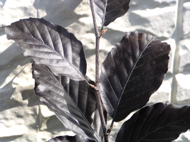 ヨーロッパブナ　”プルプレア”：黒に近い暗紫色の葉が目を引く、美麗且つ貴重なカラーリーフ