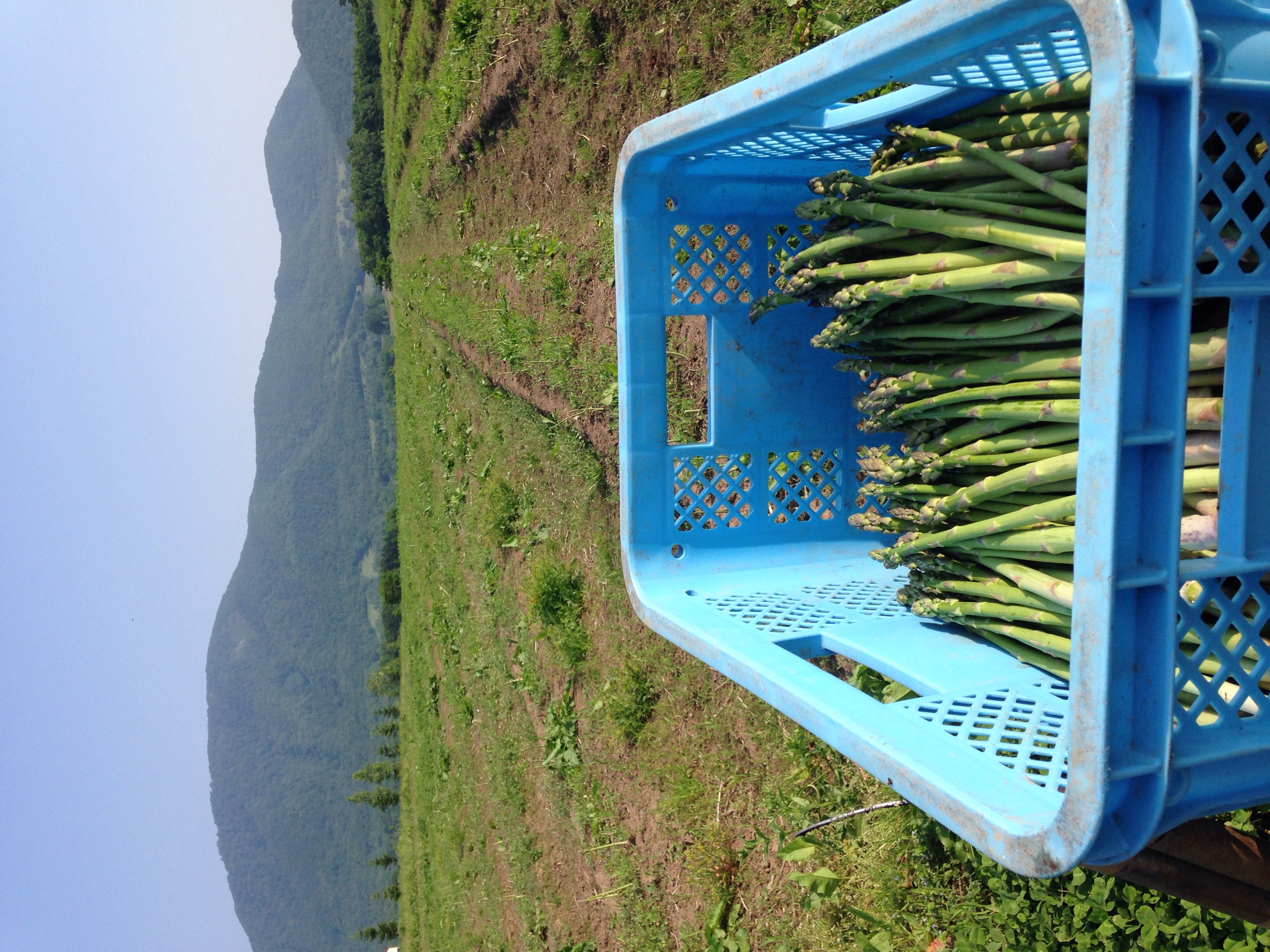 グリーンアスパラは6/20で収穫を終了致します。今シーズン最後のグリーンアスパラを食べてください。