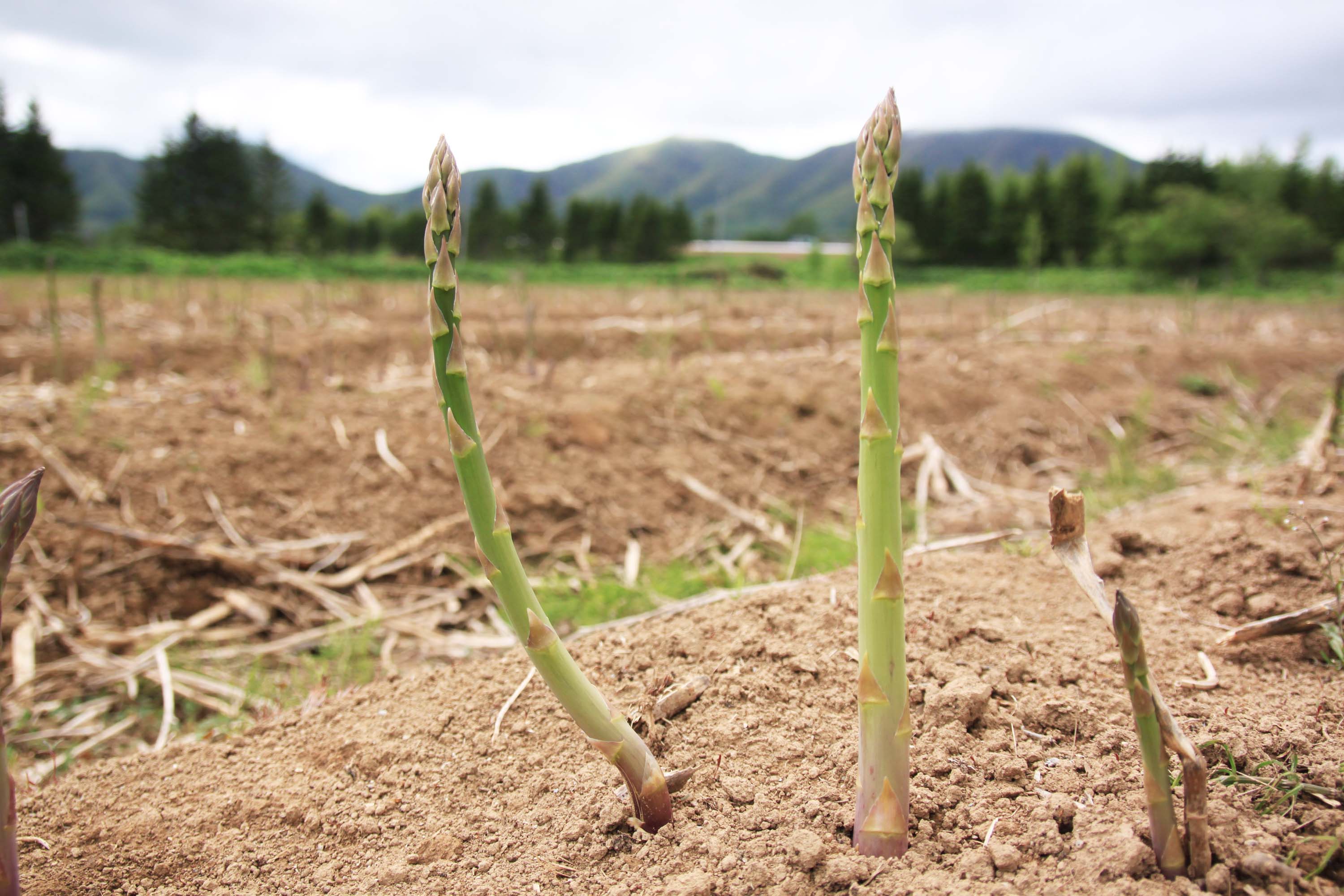 5/23　収穫第一ピークくるか！？