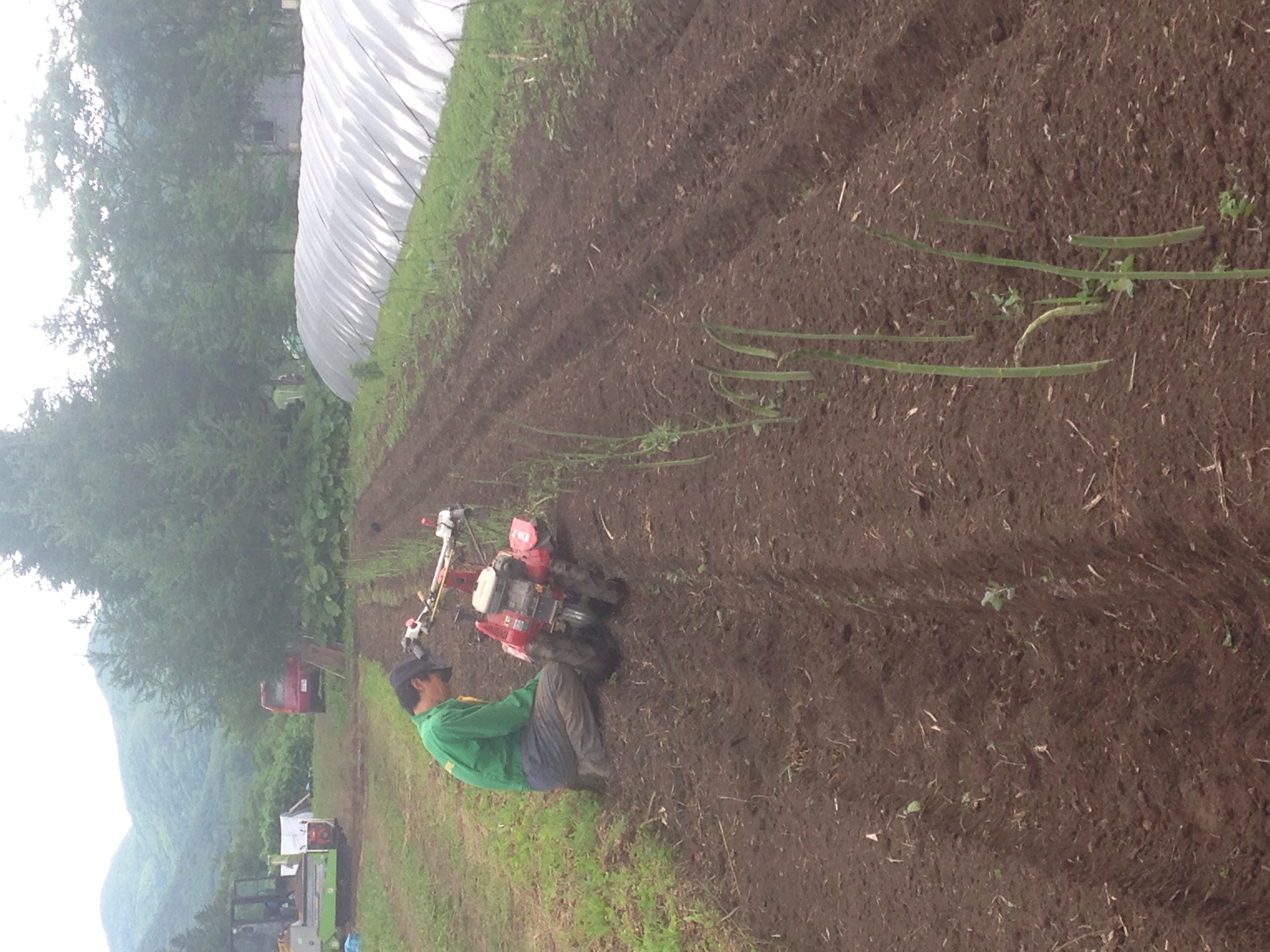 新しい畑は一足早めにお休みさせます。鶏糞を撒きさらに土をかぶせて来年までしっかり栄養を蓄えさせます。