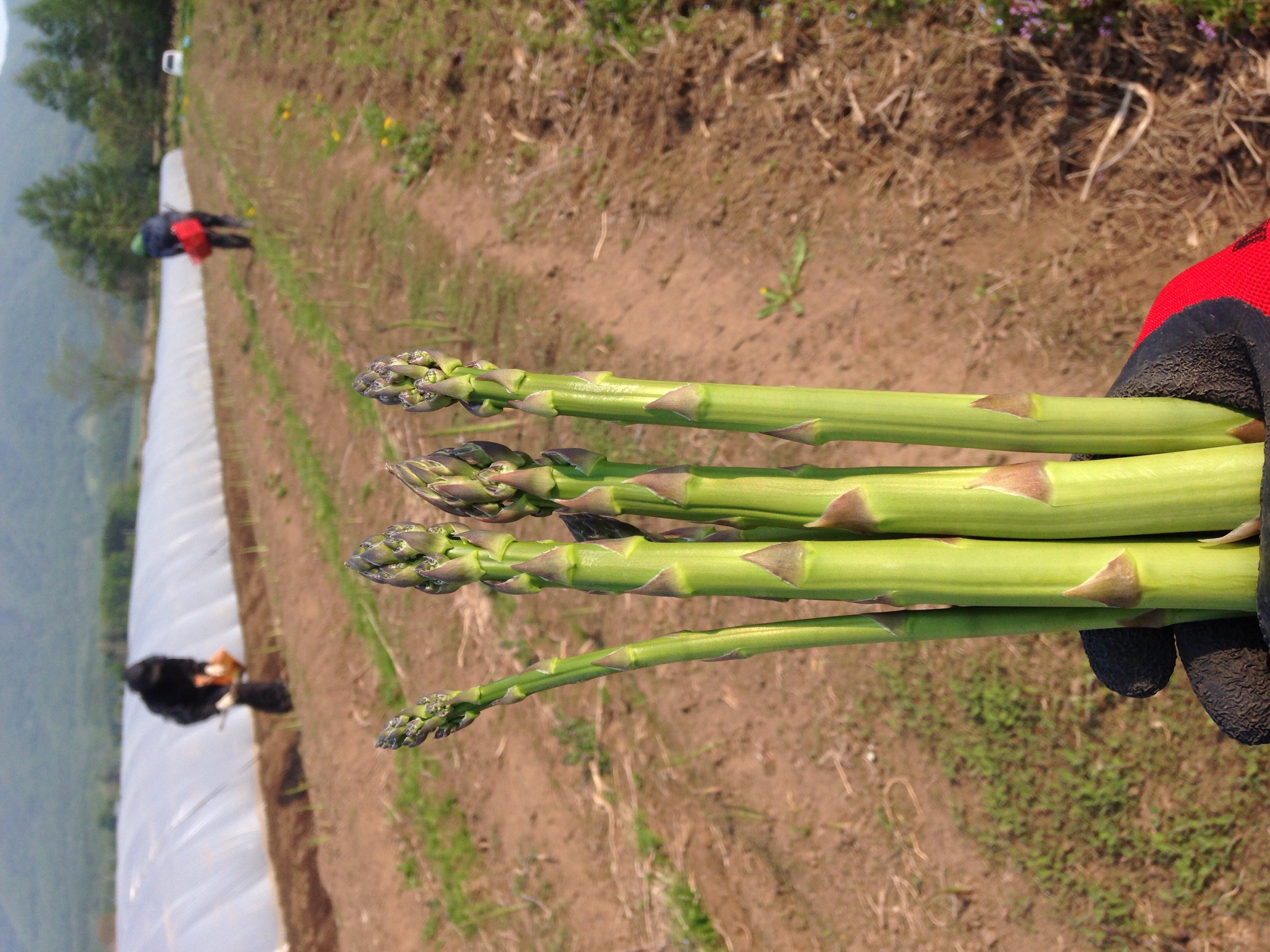 たくましく育ちましたー(^_^)